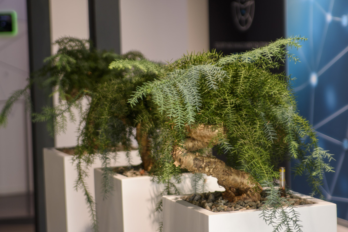Two bonsai trees with lush green foliage displayed in white planters, showcasing intricate branches and textured bark, set against a modern background.
